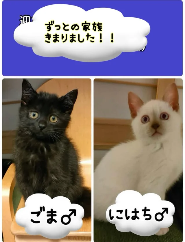 ねこたまご - 非営利型一般社団法人 ねこたまご