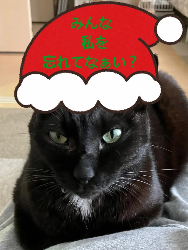 ねこたまご - 非営利型一般社団法人 ねこたまご