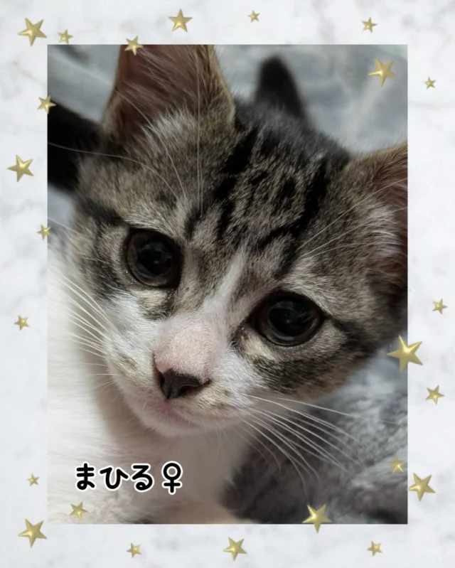 ねこたまご - 非営利型一般社団法人 ねこたまご