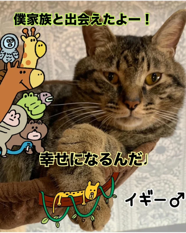 ねこたまご - 非営利型一般社団法人 ねこたまご