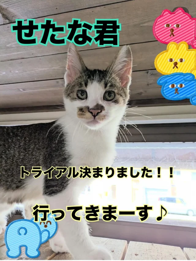 上野ここ　ねこたまご　白猫 ねこたまご ＋Cafe | ほくと君とアンジュちゃん、 この度、同じおうち