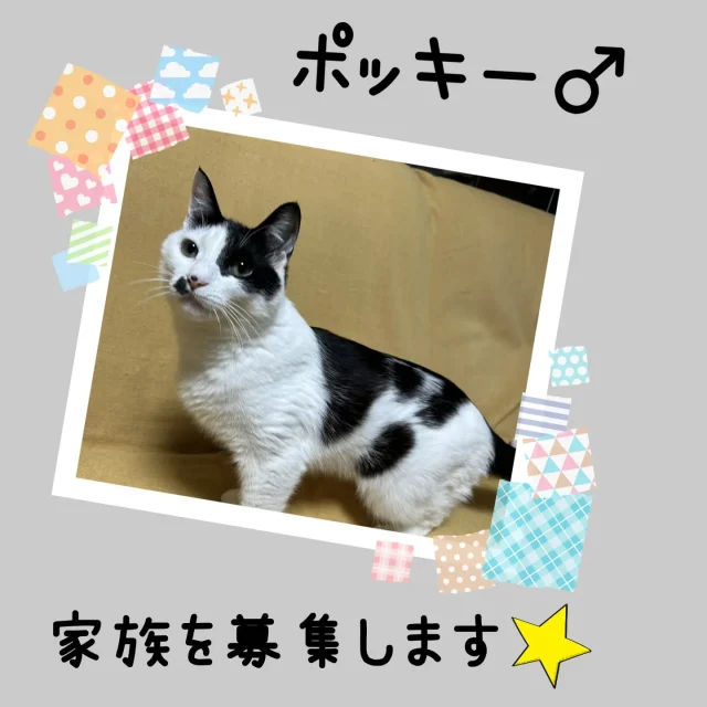 ねこたまご - 非営利型一般社団法人 ねこたまご