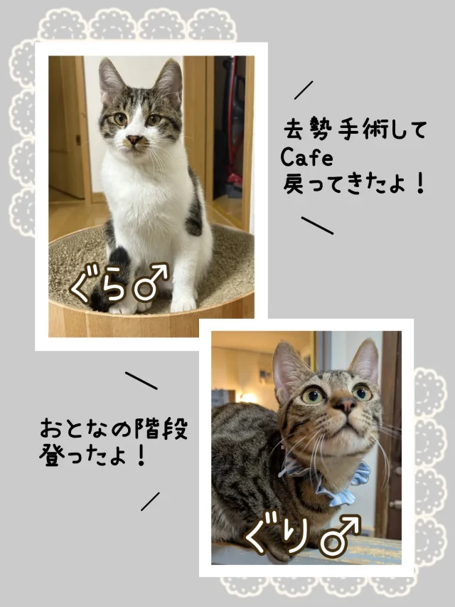 ねこたまご - 非営利型一般社団法人 ねこたまご