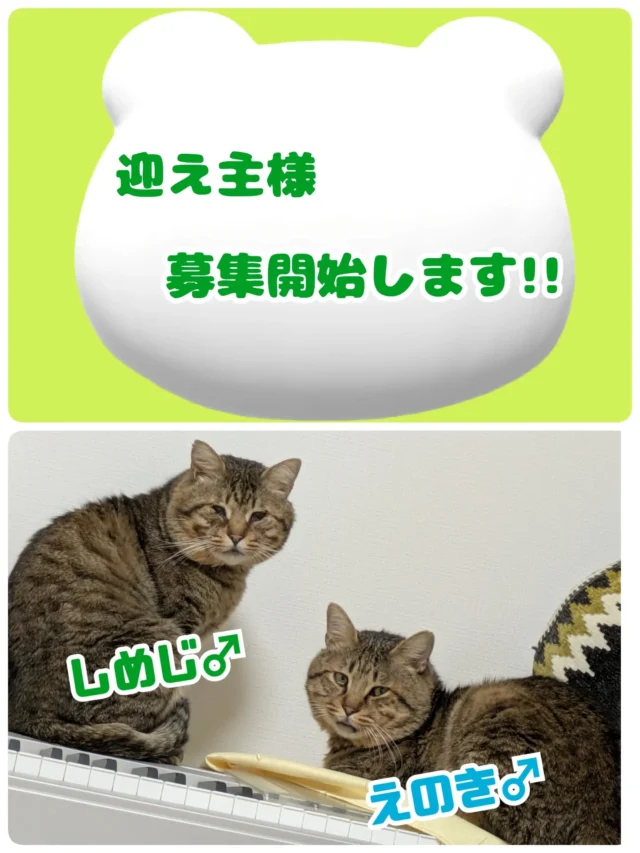 ご協力店舗様 – 非営利型一般社団法人 ねこたまご