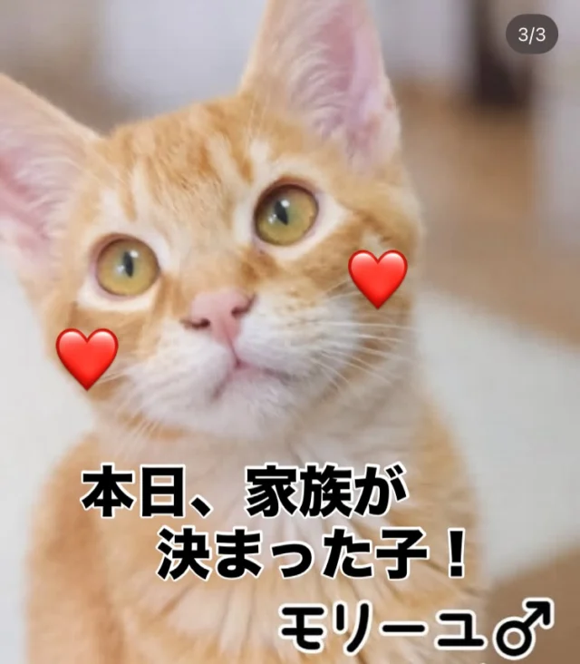 ご協力店舗様 – 非営利型一般社団法人 ねこたまご