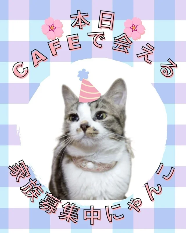 ご協力店舗様 – 非営利型一般社団法人 ねこたまご