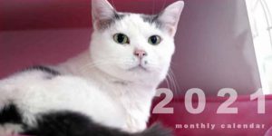 ねこカフェ猫ちゃんの家　2021カレンダー2冊セット
